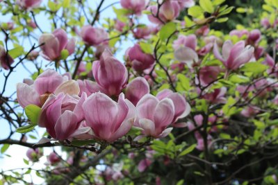 Magnolia x soulangeana - šácholan soulangeanův - květy